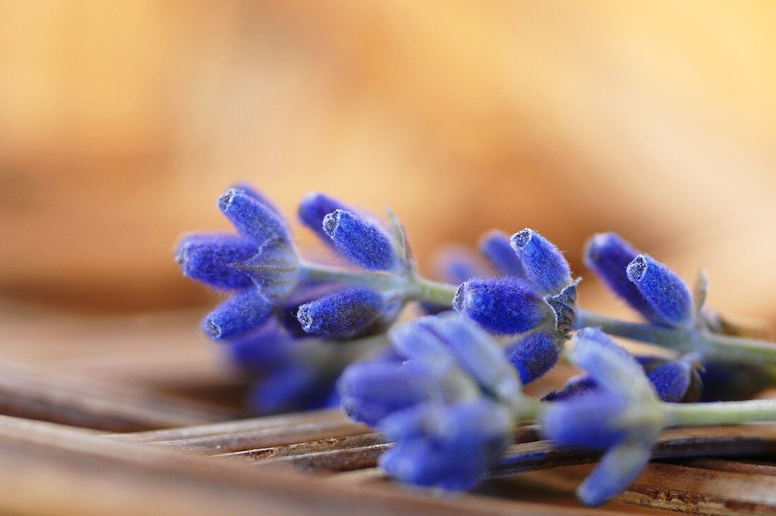 Lavender flowers (close up)