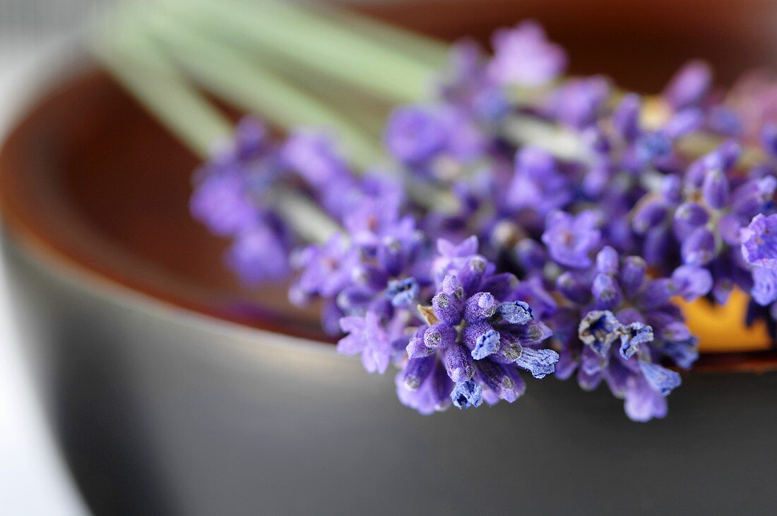 Lavender sprigs with flowers on a bowl (close up)
