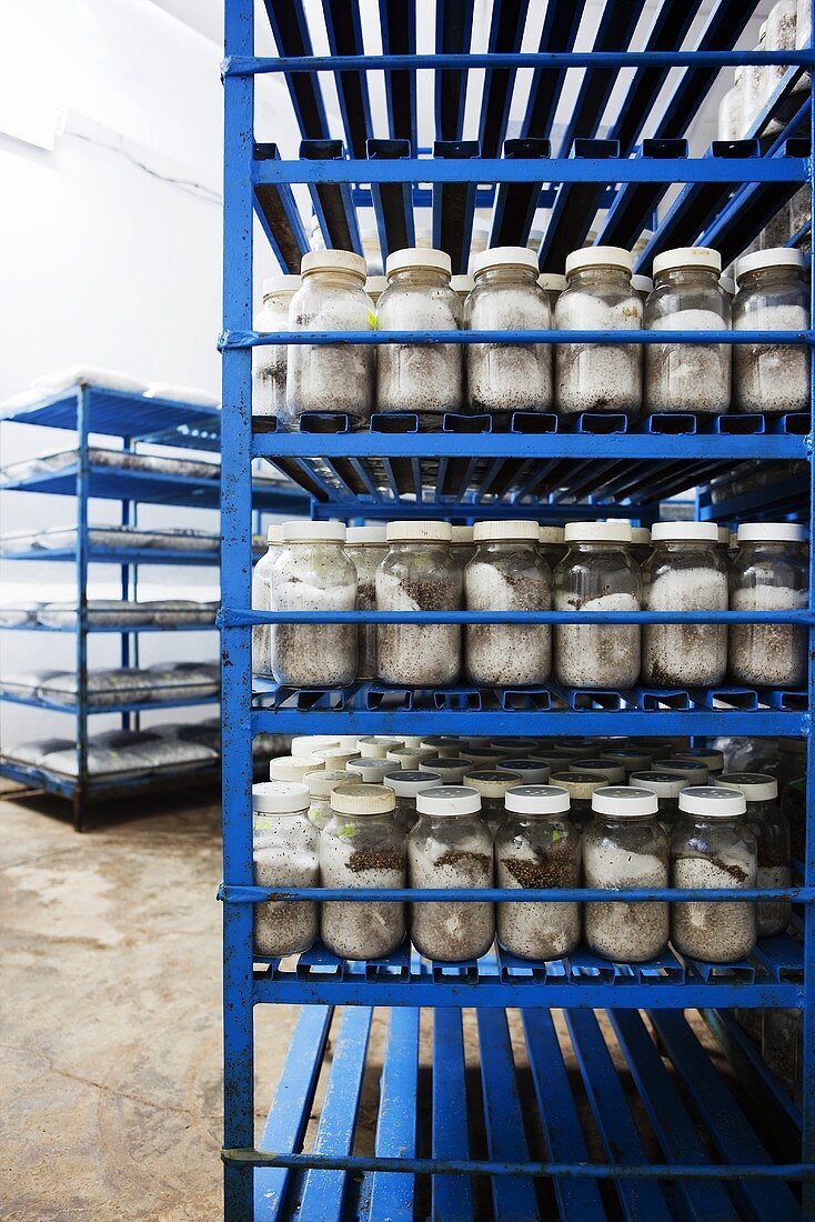 Glasses of mushroom spores on shelves at a mushroom farm