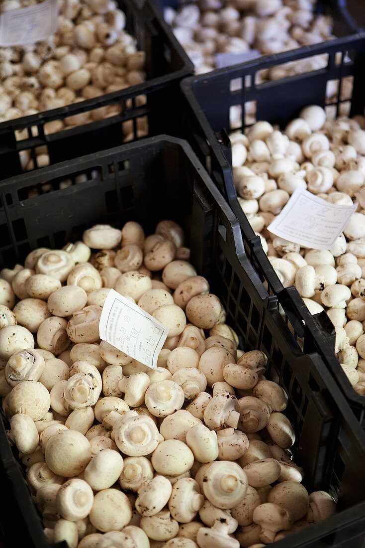 Viele frische Champignons in Steigen