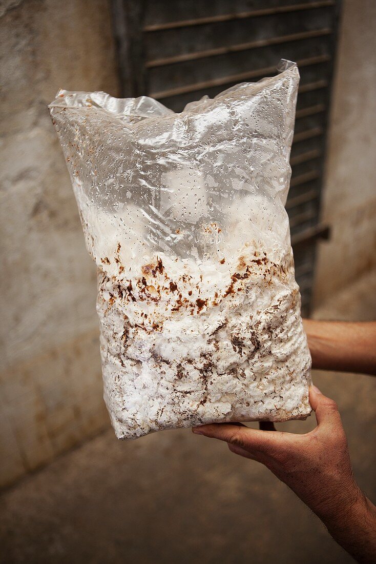 Hände halten Plastiksack mit Pilzsporen (Pilzfarm, Mexiko)