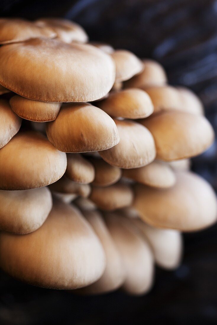 Oyster mushrooms on a mushroom farm (close up)
