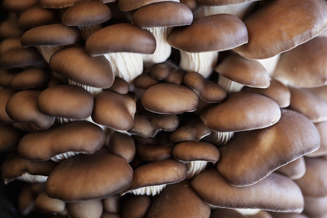 Oyster mushrooms on a mushroom farm