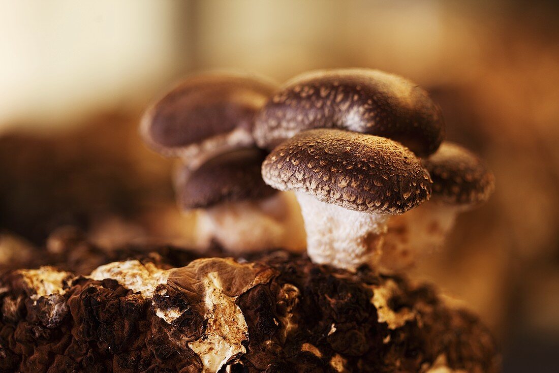 Brown mushrooms in potting soil