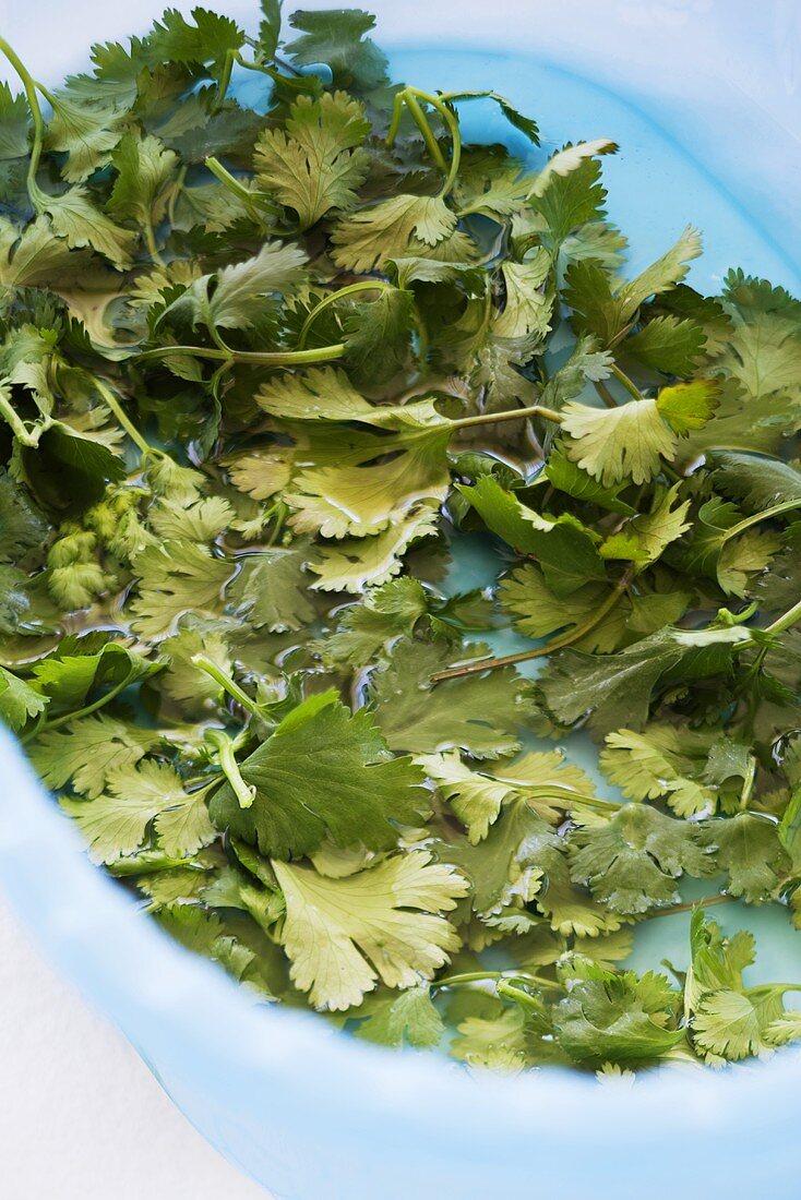 Coriander in a bowl of water