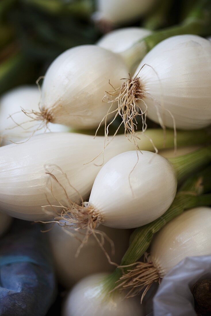 Frische Frühlingszwiebeln auf dem Markt