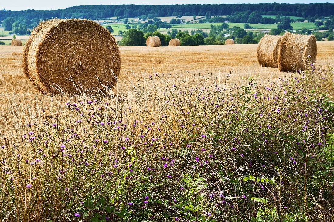 Strohballen auf dem Feld