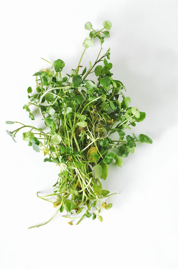 Fresh watercress