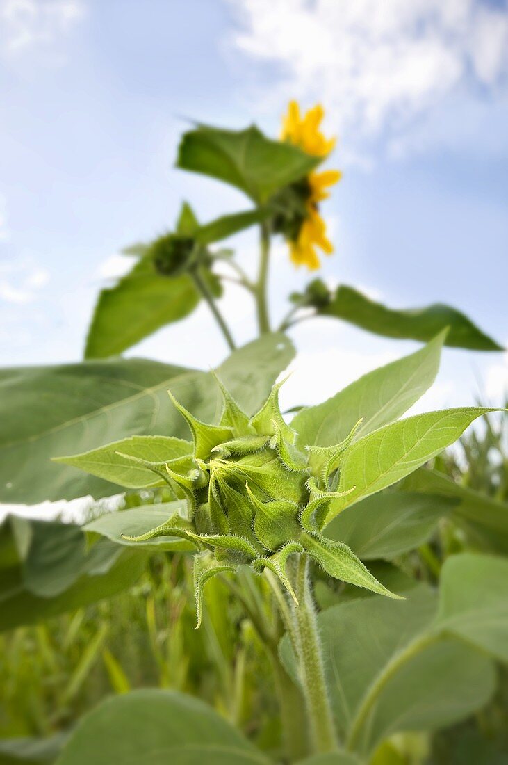 Sonnenblumen am Feld