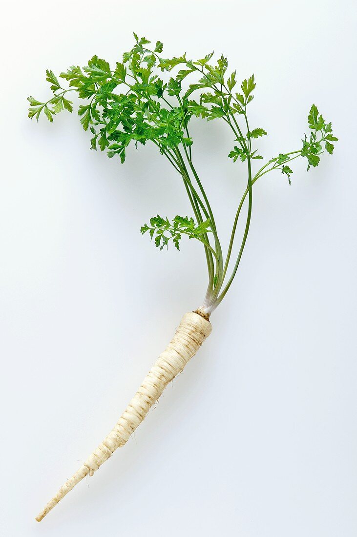 A Hamburg parsley root