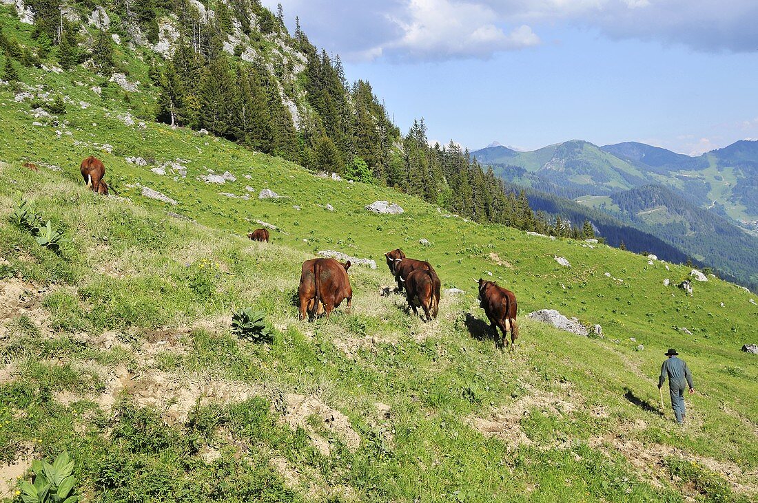 A farmer with a herd of cows in an alpine meadow