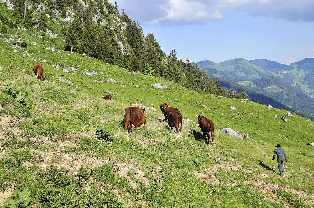 Bauer mit Kuhherde auf der Alm