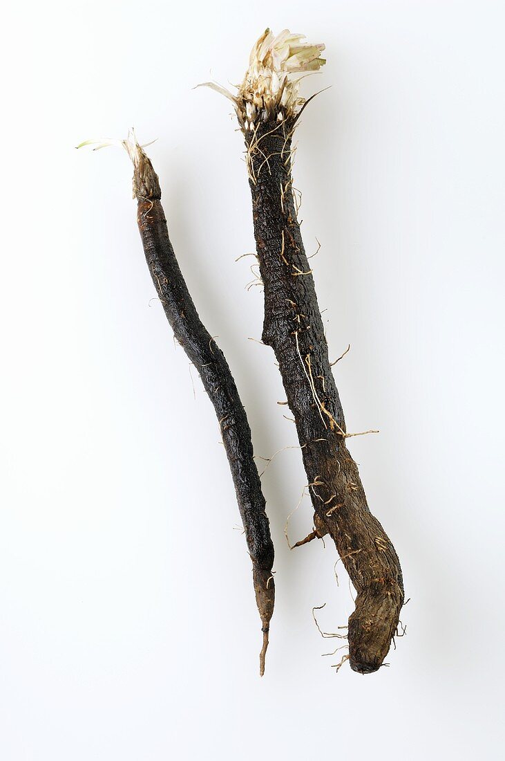 Two black salsify roots