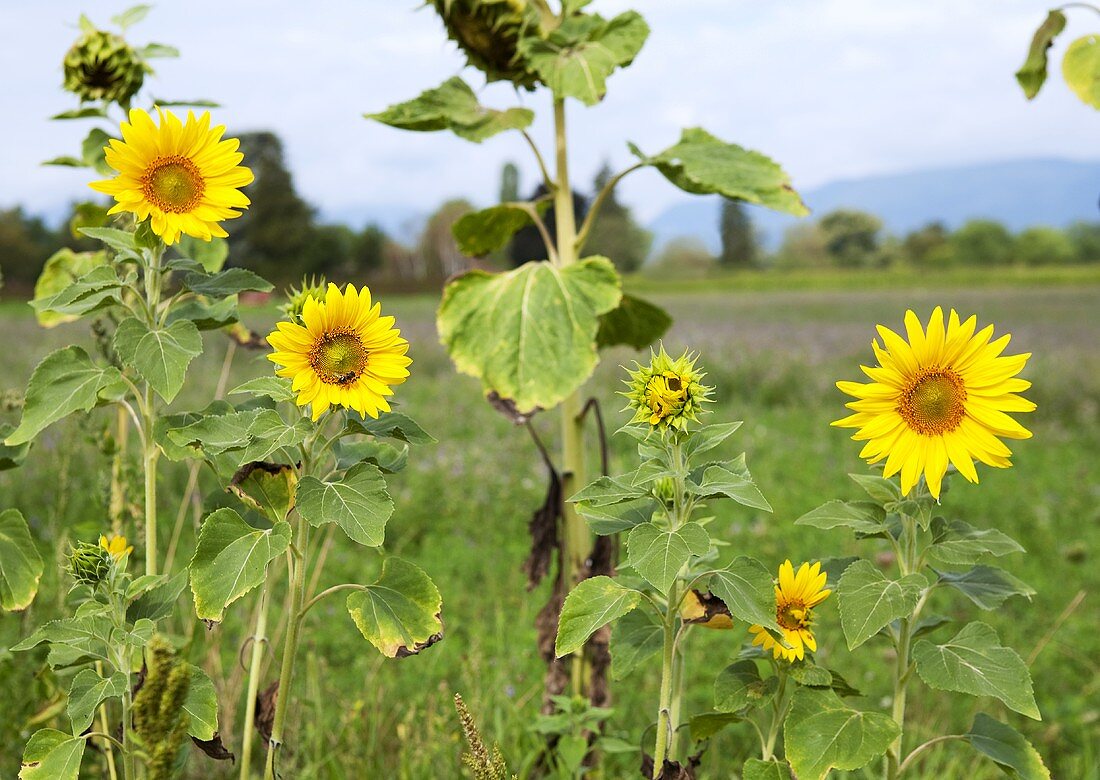 Sonnenblumen auf dem Feld