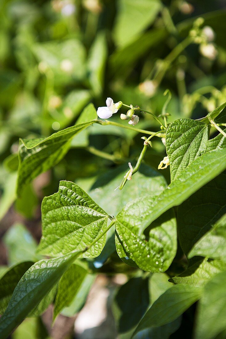 Bean plants with flowers (close up)