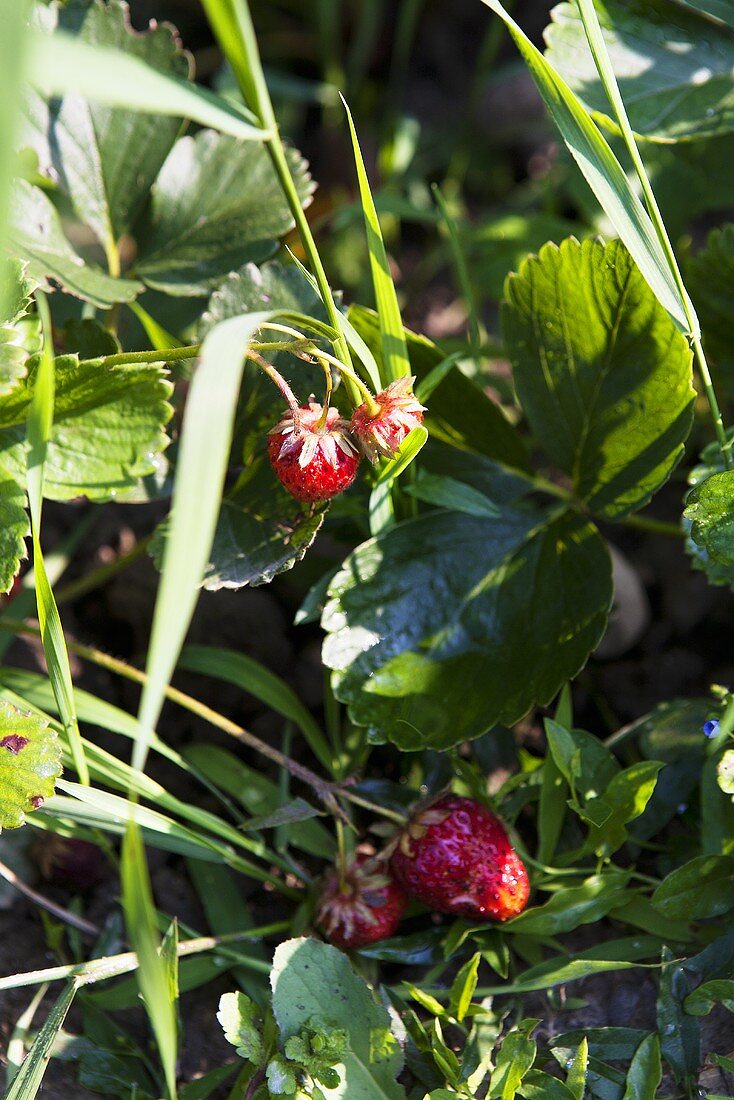Strawberries on the plant