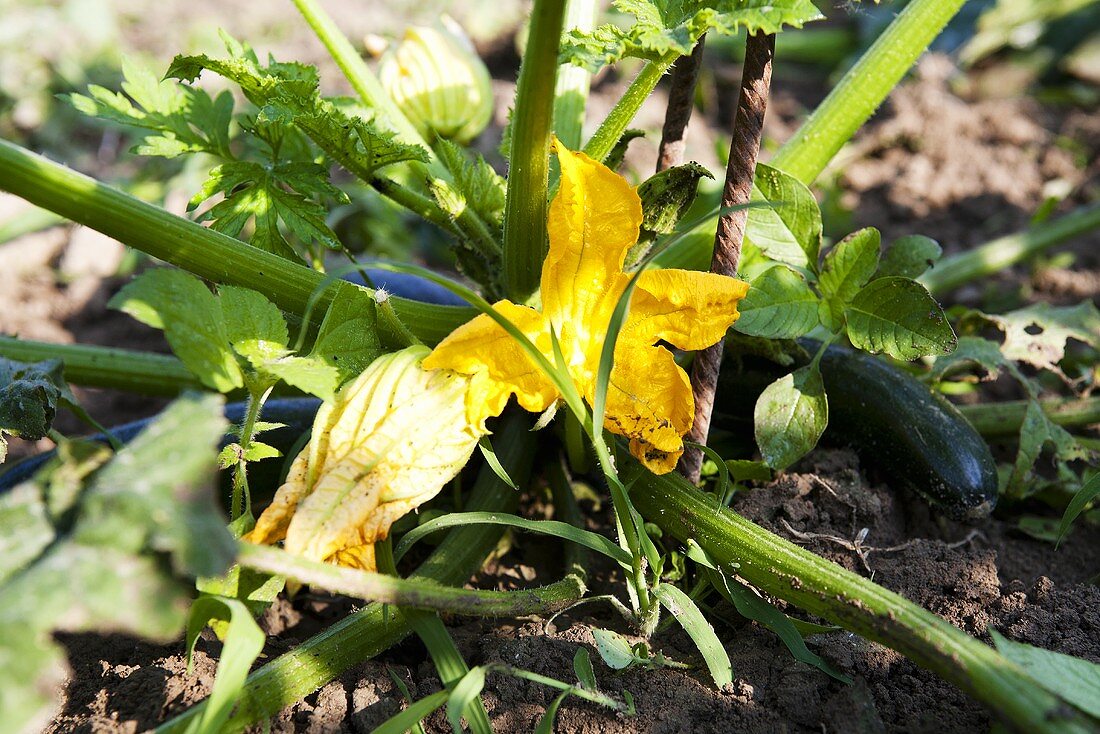 Zucchiniblüten an der Pflanze