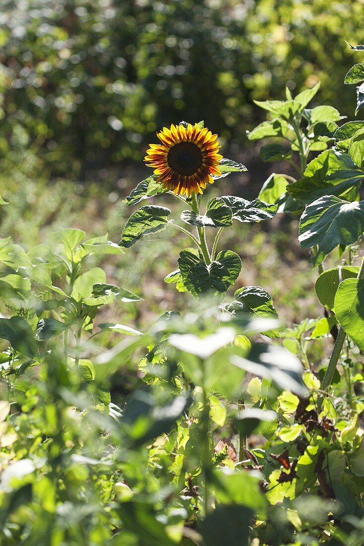 A sunflower in a garden