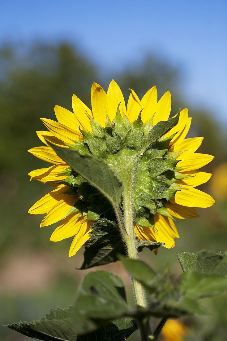 Sonnenblume im Garten