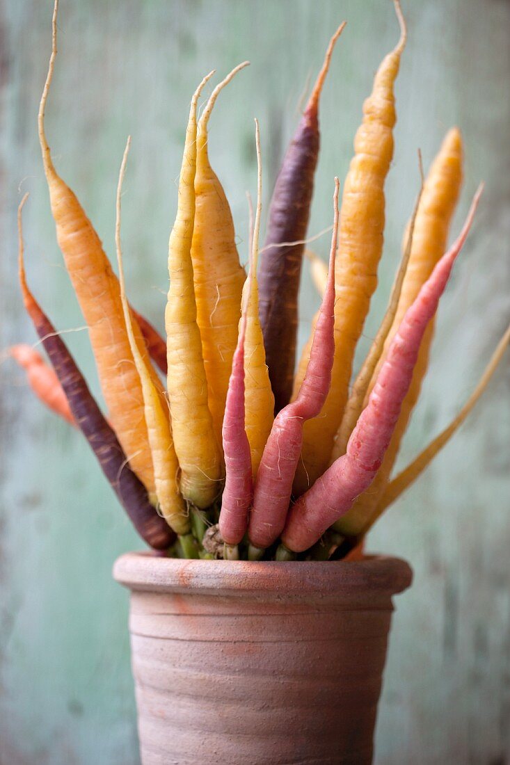 Various types of carrots in a flowerpot