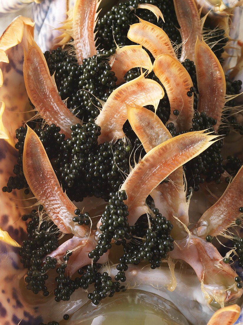 Caviar on a female lobster