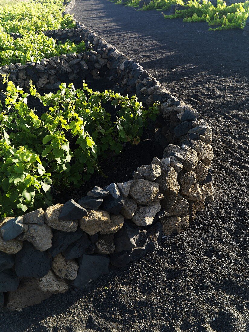 A stone wall dividing vineyards, Lanzarote