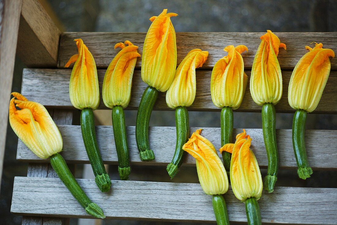 Viele Zucchini mit Blüten auf Gartenbank