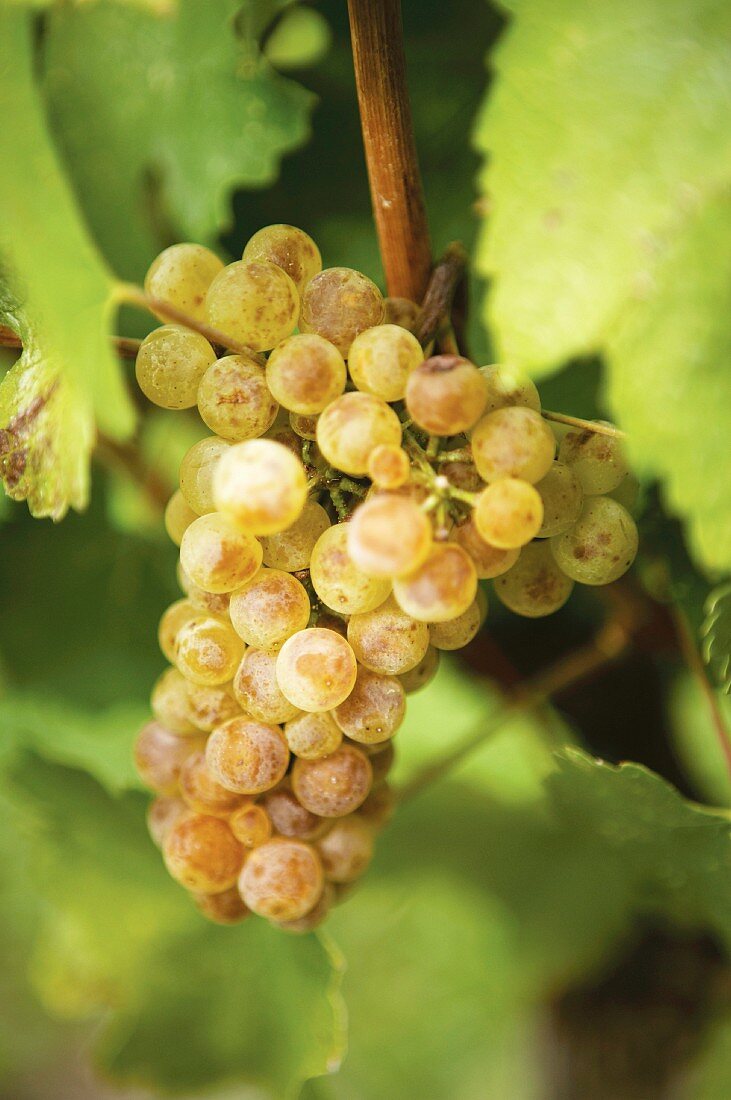 White wine grapes (Chardonnay) on a vine