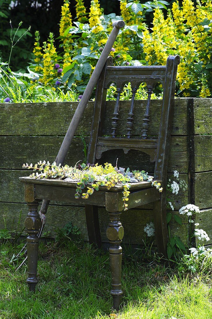 An old wooden chair on a raised flower bed in a farmer's garden