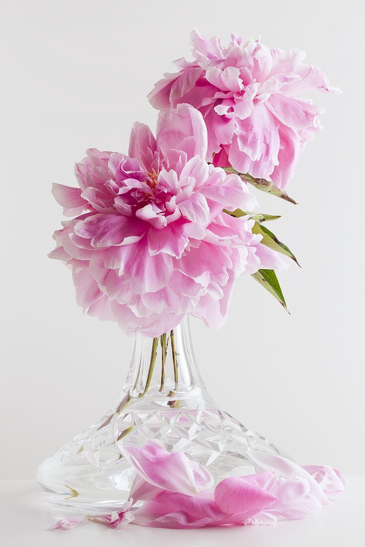 Pink peonies ina crystal vase