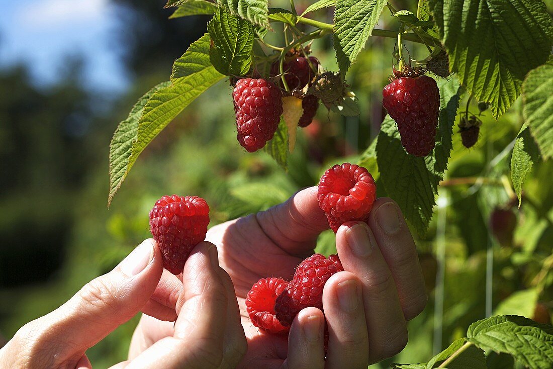 Raspberries being picked