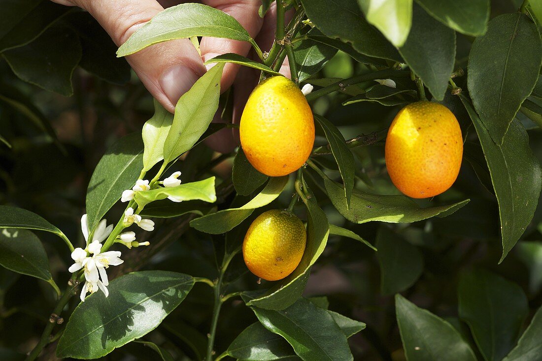 Kumquats mit Blüten am Strauch
