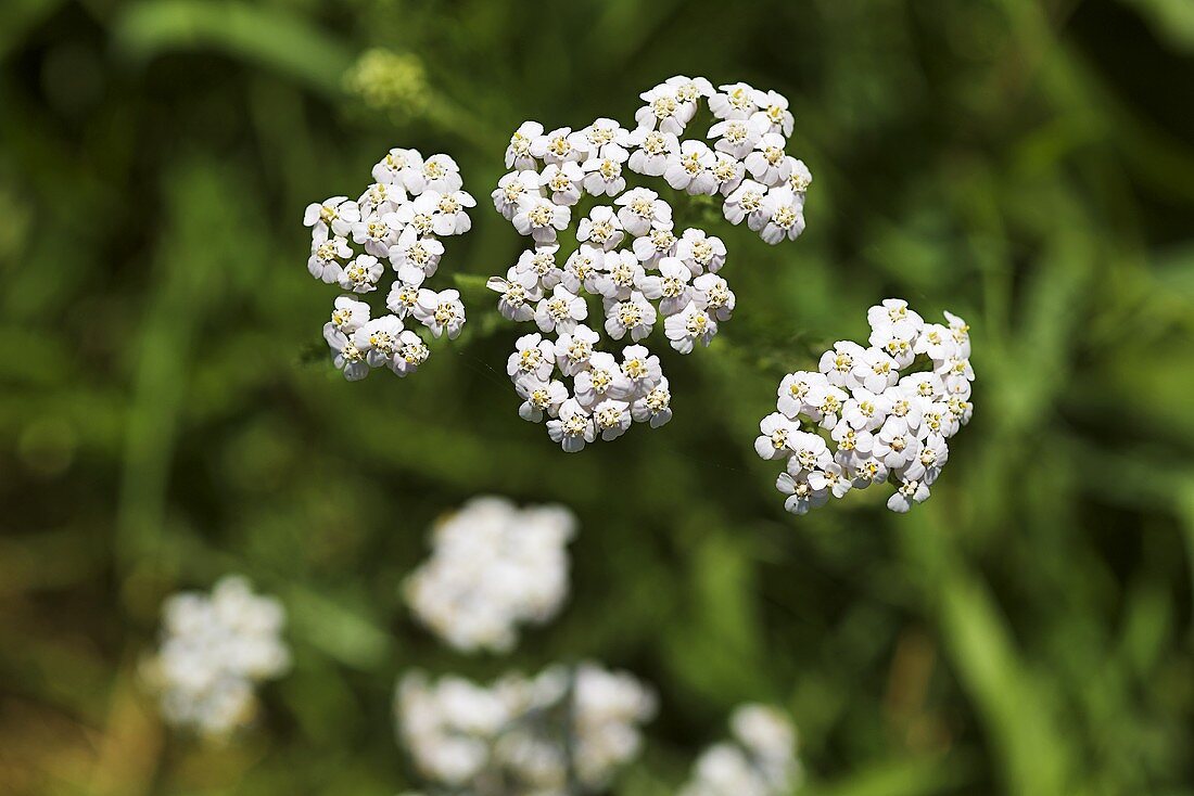 Flowering yarrow