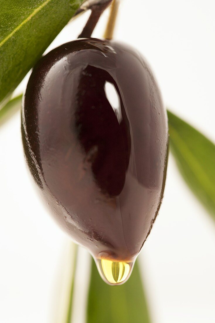 Schwarze Olive am Zweig mit tropfendem Olivenöl