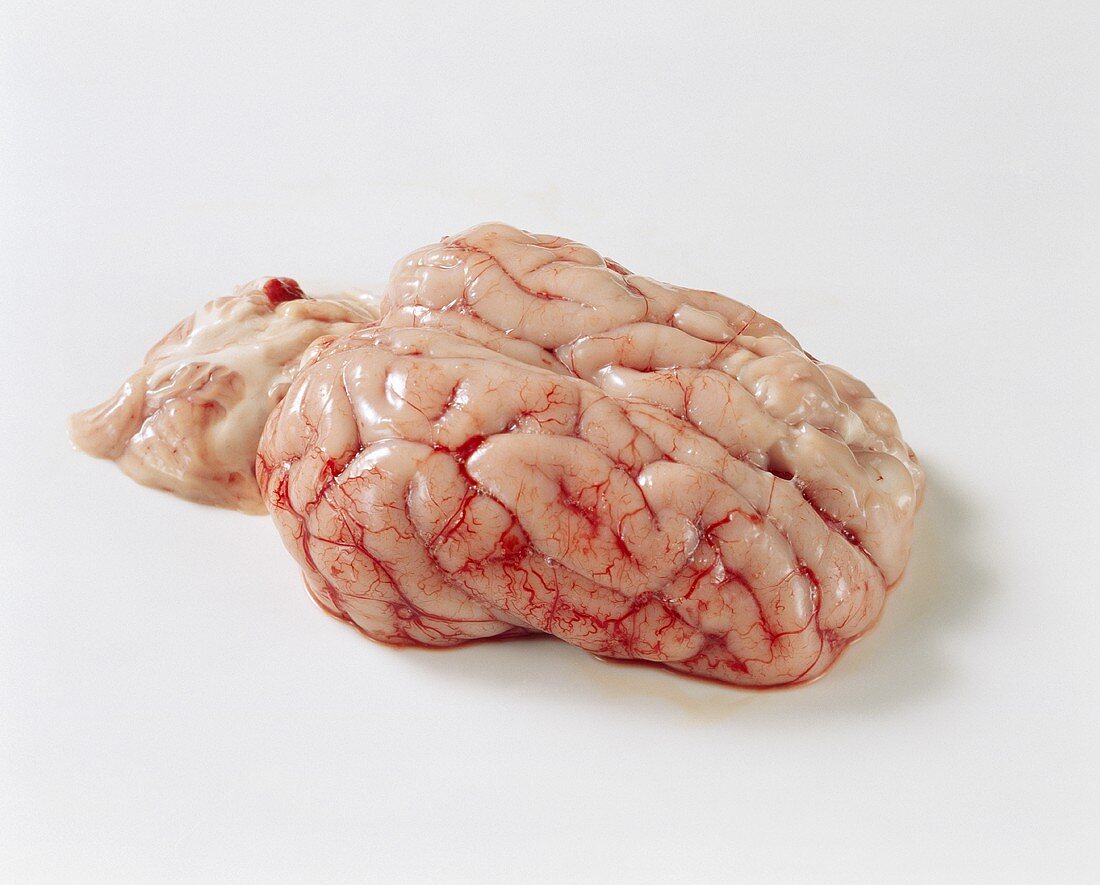 A pig' brain