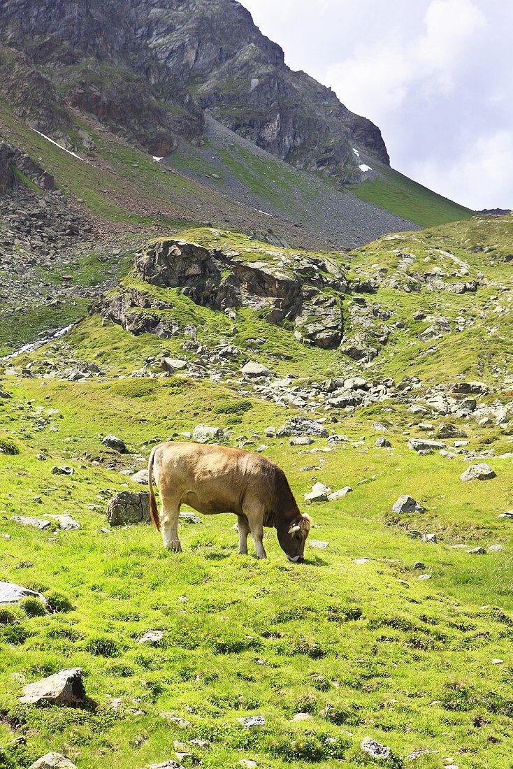 Cows on a mountainside