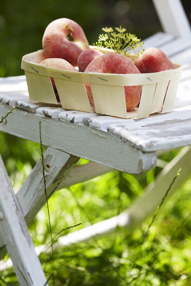 Pfirsiche im Spankorb auf Gartenstuhl
