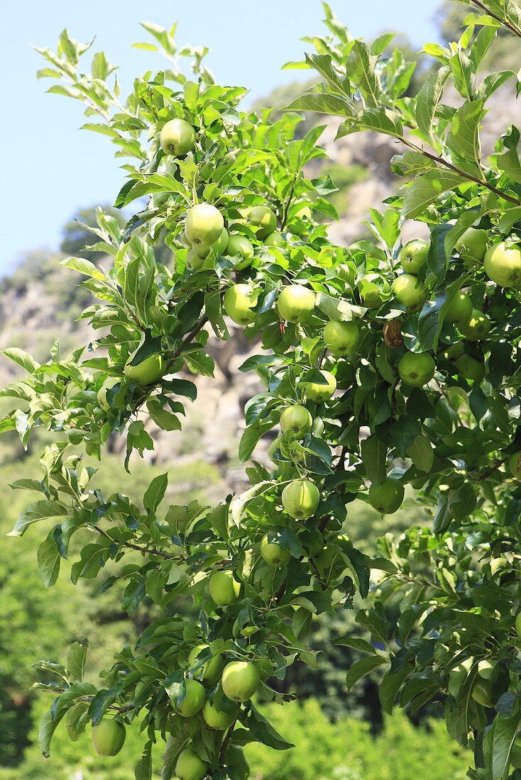 Green apples in a tree