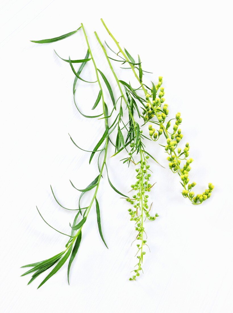 Tarragon with flowers