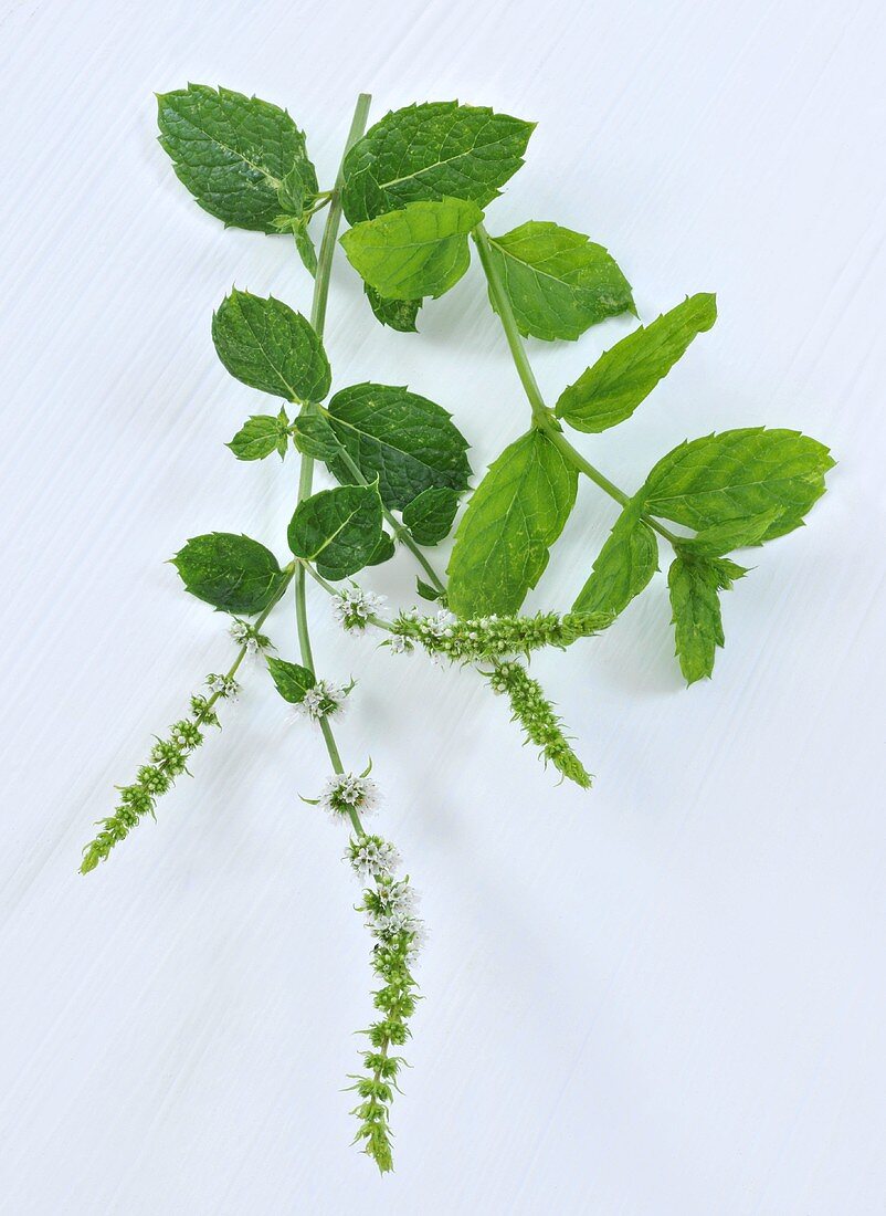 Frische Minze mit Blüten