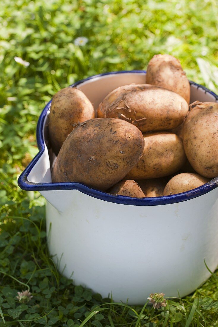An old enamel pot with freshly harvested potatoes