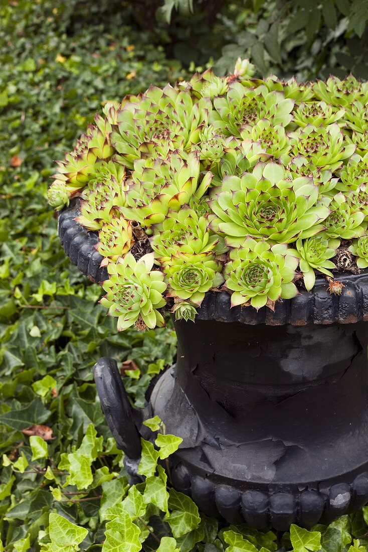 Hauswurz (Sempervivum) in altem Metallgefäss auf Efeumauer