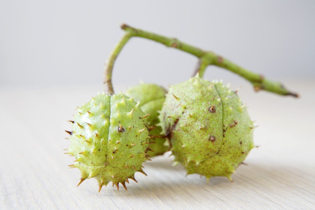 Three horse chestnuts with twig
