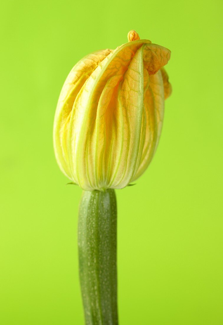 Eine Zucchini mit Blüte
