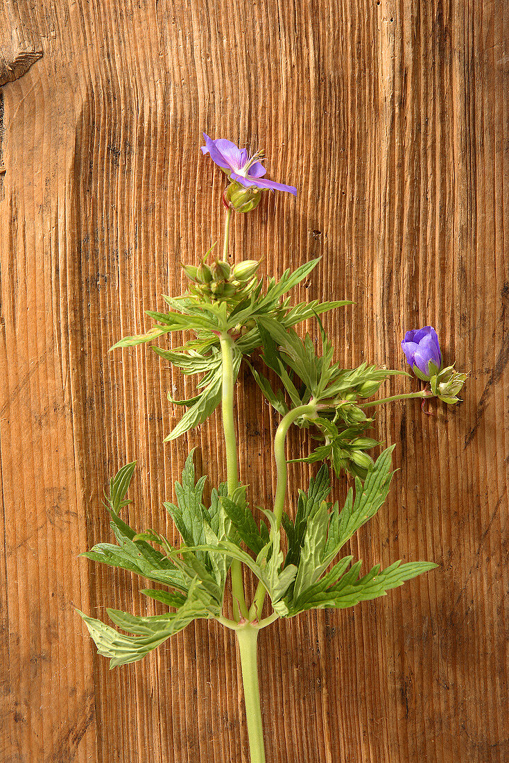 Cranesbill on wooden background