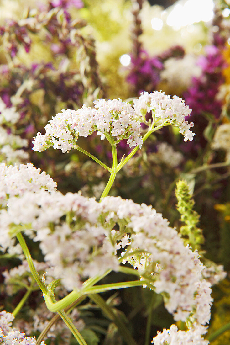 Meadowsweet in the open air