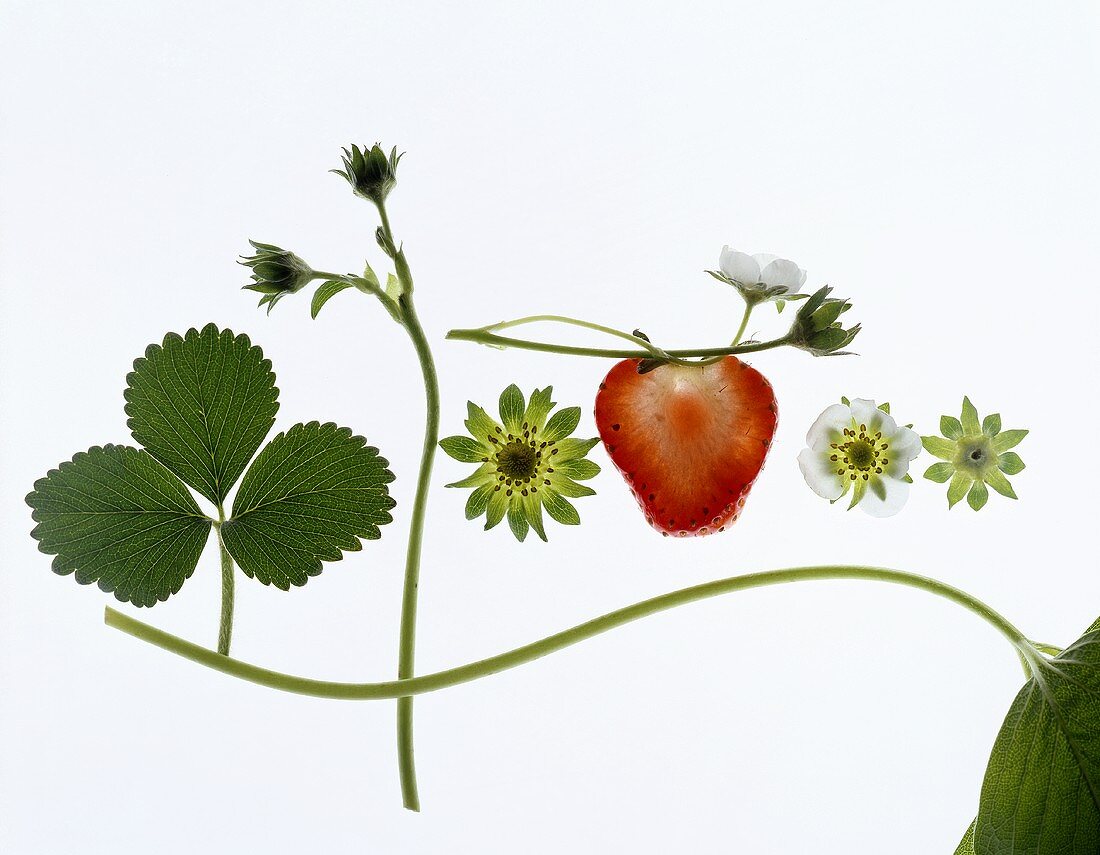 Strawberry plant with leaves, flowers and fruit