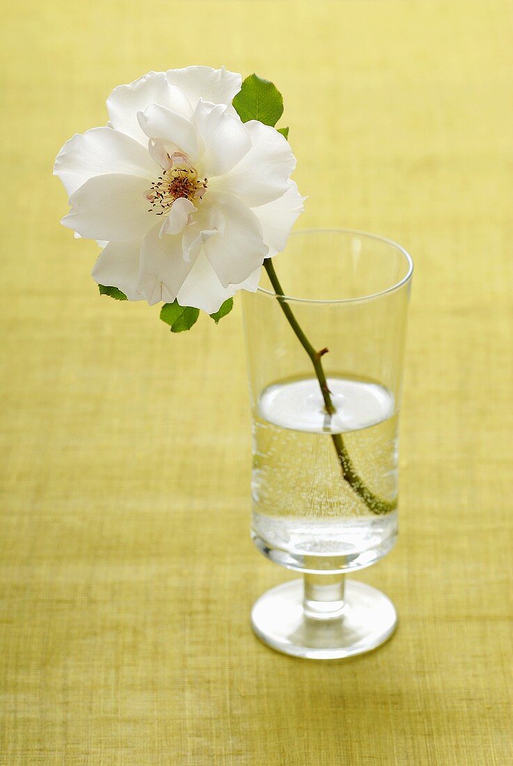 White dog rose in a glass