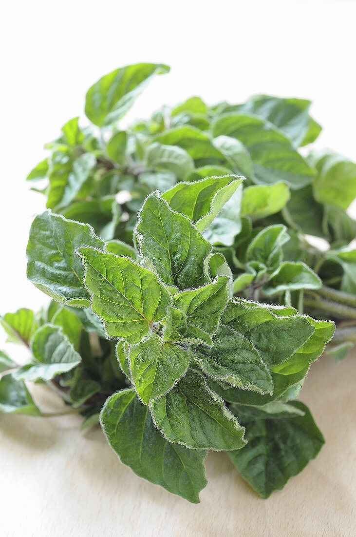 Fresh oregano