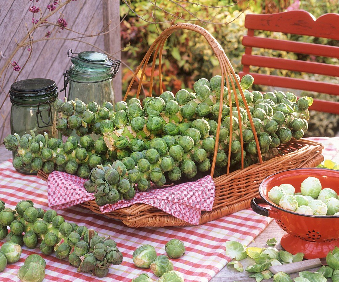 Brussels sprouts on the stalk in a basket, out of doors